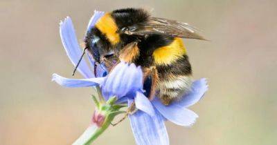 Исследователи обнаружили главный фактор уменьшения численности шмелей - gagadget.com - county Frontier - county Bee