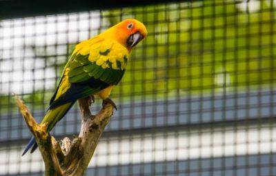 Почему попугаи безжалостно убивают своих детенышей – новое открытие ученых - cursorinfo.co.il