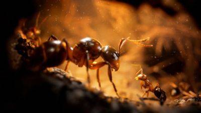 Стань 103 683-ым! Раскрыта дата релиза Empire of the Ants — сверхреалистичной стратегии в необычном сеттинге - gagadget.com
