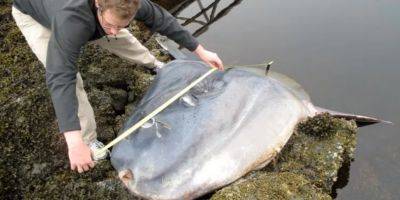 Огромная и круглая. В США на берег выбросило одну из редчайших в мире рыб - techno.nv.ua - США - Новая Зеландия - штат Орегон