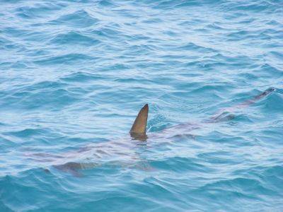 Огромная акула испугала туристов на Канарских островах – видео - cursorinfo.co.il - Испания