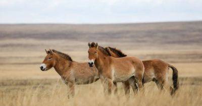 Раскрыт геном последнего на Земле вида диких лошадей: ученые надеются возродить вымерший вид - focus.ua - шт. Миннесота - Монголия