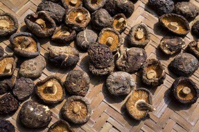 Самые полезные грибы, которые борются с опухолями и воспалениями, назвал эксперт - cursorinfo.co.il