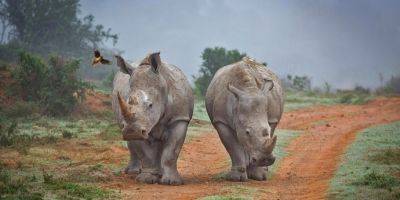 Африканских носорогов «вооружили» радиоактивными рогами — зачем? - tech.onliner.by - Юар