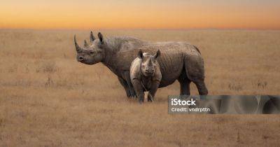 Носорогов в Африке облучат радиацией, чтобы спасти от браконьеров их драгоценное достоинство - telegraf.com.ua - Украина - Антарктида - Юар