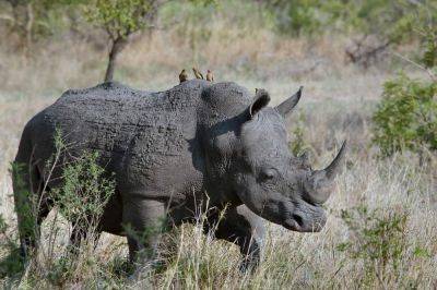 Носороги станут "радиоактивными", чтобы защищаться от браконьеров - видео - cursorinfo.co.il - Юар