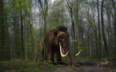 Вымирание шерстистых мамонтов - ученые назвали необычную причину - cursorinfo.co.il - Швеция