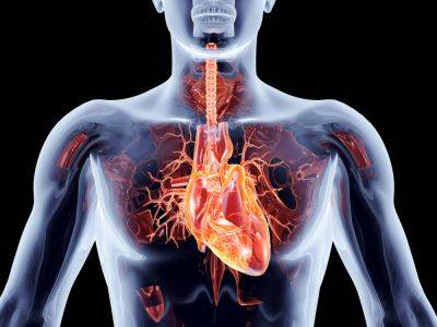 Топ-9 богатых антиоксидантами суперфудов для здоровья сердца после 40 лет - cursorinfo.co.il