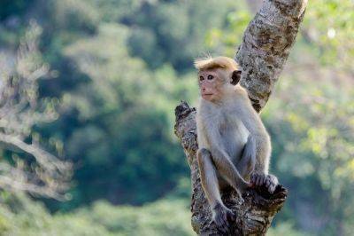 Новый вид человекоподобных обезьян открыт учеными - cursorinfo.co.il - Германия