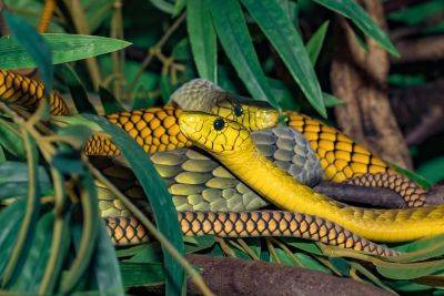 Пара живет на кишащем ядовитыми змеями острове – видео - cursorinfo.co.il - Индонезия