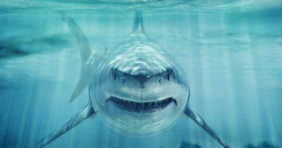 Ученые раскрыли, как акулам удалось стать одними из самых опасных хищников в океане - telegraf.com.ua - Украина