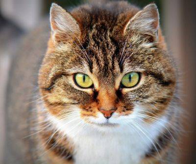 Почему коты мяукают на людей – ответ ученых - cursorinfo.co.il