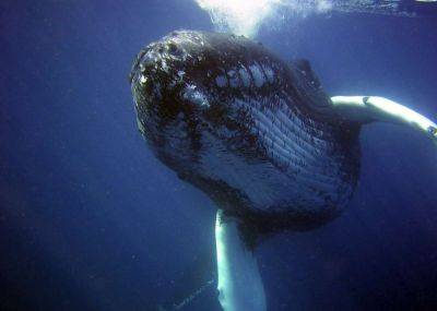 Чарльз Дарвин - Удивительное открытие о жизни китов сделали ученые - видео - cursorinfo.co.il - Австралия