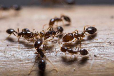 Необычное поведение муравьев заметили ученые – видео - cursorinfo.co.il