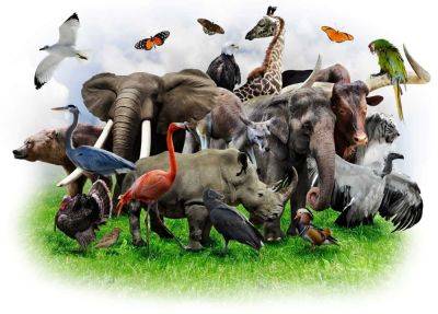 Сколько видов животных "убило" человечество - ученые обнародовали невероятные данные - cursorinfo.co.il - Австралия