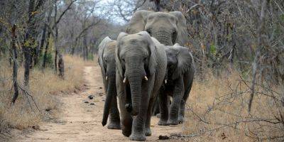 Инфразвуковой хор: вот как общаются африканские слоны - tech.onliner.by