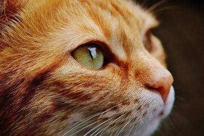 Ученые изучили странное поведение кошек, которое замечали многие хозяева - cursorinfo.co.il - шт. Калифорния
