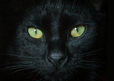 Почему кот пристально смотрит и как на самом деле вас видит - cursorinfo.co.il