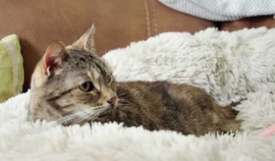 Прогулки с кошкой — полезно ли это питомцу - cursorinfo.co.il
