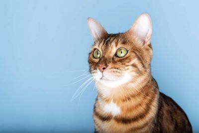 Почему кошки спят с высунутым языком - ответ ветеринаров удивит - cursorinfo.co.il