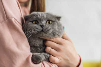 Как нужно правильно общаться с кошками - ответ ученых - cursorinfo.co.il